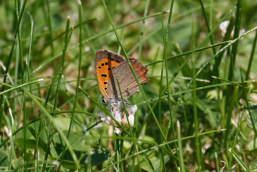 Lycaena phlaeas femmina?